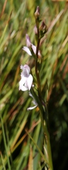 Brownleea recurvata