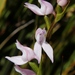 Cape False-Disa - Photo (c) Tony Rebelo, some rights reserved (CC BY-SA), uploaded by Tony Rebelo
