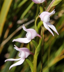 Brownleea recurvata