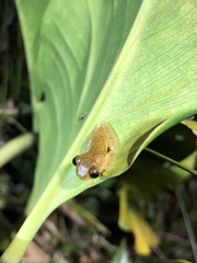 Dendropsophus minutus
