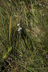 Brownleea recurvata