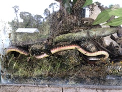 Dendrophidion dendrophis