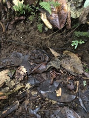 Bothrocophias microphthalmus