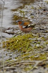 Fringilla coelebs