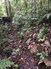 Bothrocophias microphthalmus