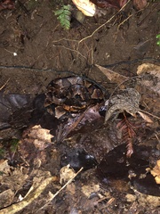 Bothrocophias microphthalmus