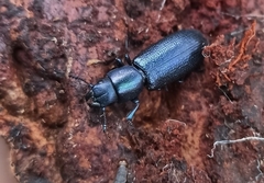 Temnoscheila caerulea
