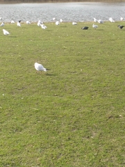 Chroicocephalus ridibundus