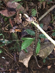 Bothrocophias microphthalmus
