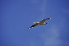 Chroicocephalus ridibundus