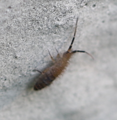 Orchesella multifasciata