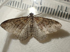 Xanthorhoe spadicearia