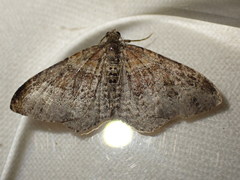 Xanthorhoe spadicearia