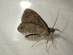 Xanthorhoe spadicearia