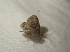 Xanthorhoe spadicearia