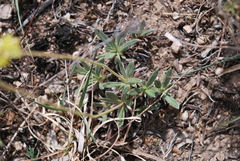 Eriogonum lachnogynum