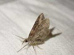 Xanthorhoe spadicearia