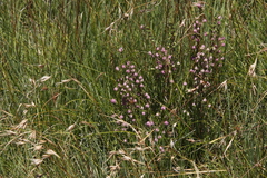 Erica cooperi
