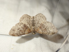 Xanthorhoe spadicearia