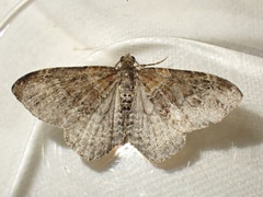 Xanthorhoe spadicearia
