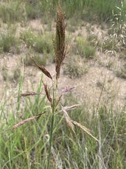 Bothriochloa bladhii