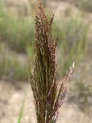 Bothriochloa bladhii