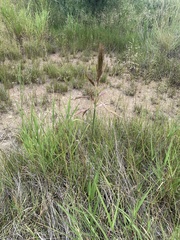 Bothriochloa bladhii