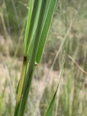 Bothriochloa bladhii
