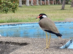 Vanellus indicus