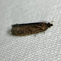 Cryptaspasma sordida