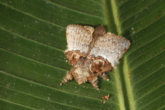 Euglyphis obliterata