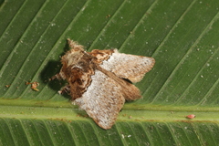 Euglyphis obliterata