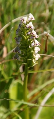 Disperis cardiophora