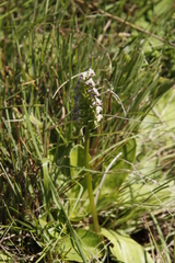 Disperis cardiophora