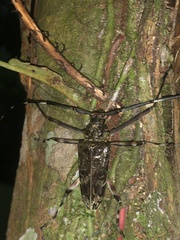 Macropophora trochlearis