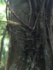 Macropophora trochlearis
