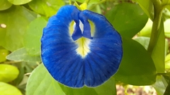 Clitoria ternatea image