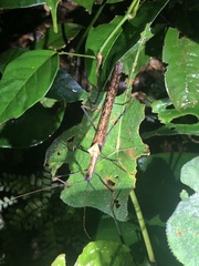 Pseudophasma bispinosum