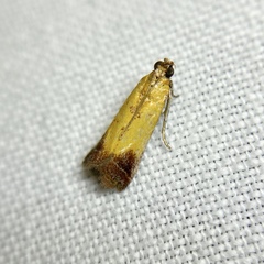 Nephopterix chryserythra