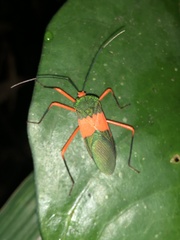 Paryphes