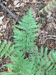Dryopteris carthusiana