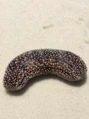 Holothuria princeps