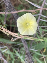 Xenostegia tridentata