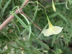 Xenostegia tridentata