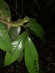 Enyalioides