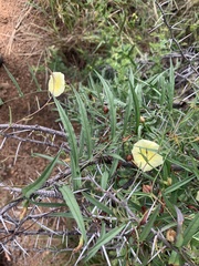 Xenostegia tridentata