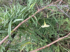 Xenostegia tridentata