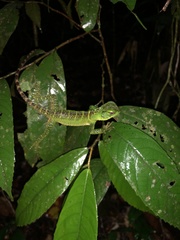 Enyalioides