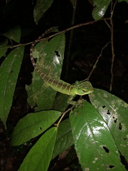 Enyalioides