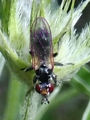 Thecophora atra